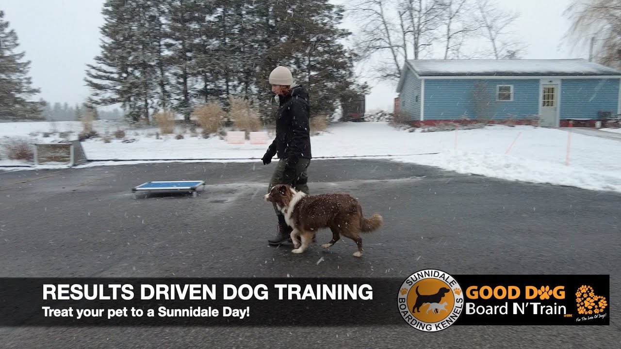 Zeppelin 15-Day GOOD DOG Board N' Train Program At Sunnidale Boarding ...