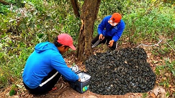 Trời Ơi Trong Đời Mới Thấy Cả Đàn Ổ Bổ Cũi Nhiều Kinh Khủng