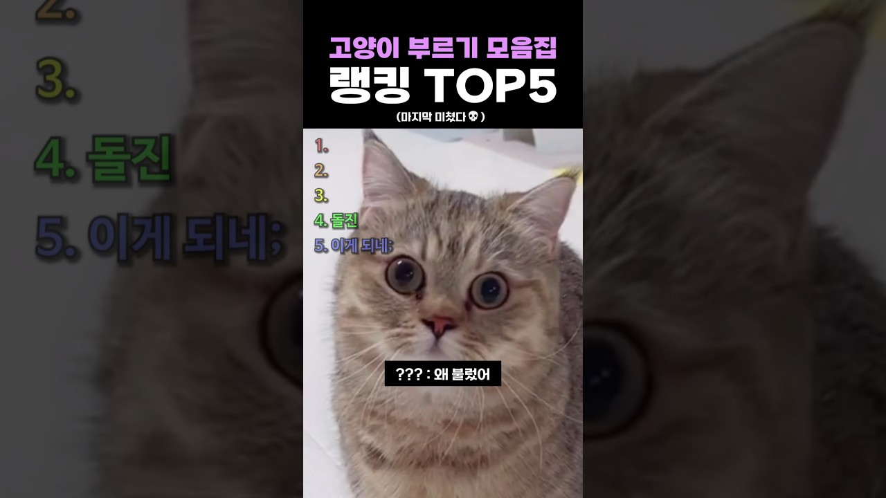 고양이 부르기 모음집 랭킹 TOP5