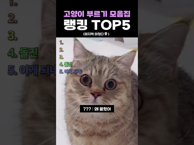 고양이 부르기 모음집 랭킹 TOP5