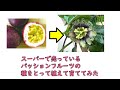 【検証】【再生果物】スーパーで買ったパッションフルーツから種をとって育ててみた　その１(開花まで) passion fruit from seed【再生栽培】