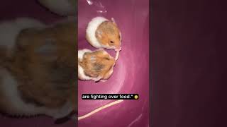 Cute hamster fighting   #animals #shorts