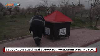Selçuklu Belediyesi Sokak Hayvanlarını Unutmuyor