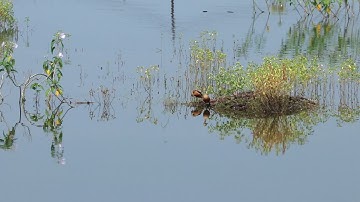 Lesser Whistling-Duck | Dendrocygna javanica | Indian Bird Videos #26