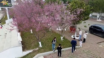 Du khách mê mẫn ngắm hoa anh đào trên cao nguyên Mộc Châu   Dân Việt