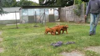 Hungarian Vizsla pups
