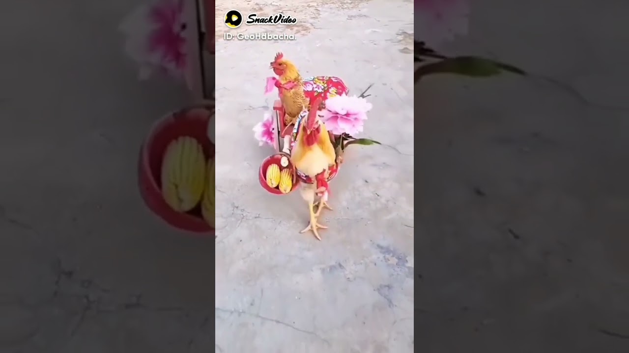 The beautiful rooster 🐓🐔 and hen wedding 💍💍