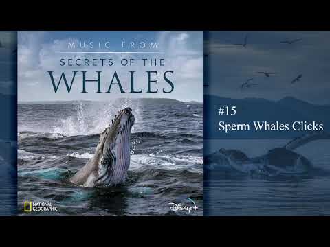 Music from Secrets of the Whales - Sperm Whales Clicks (Soundtrack by Raphaelle Thibaut)
