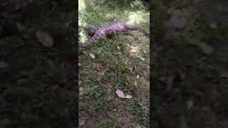 Python Snake Eats Dog In Kerala