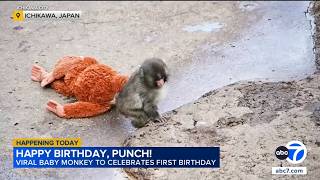Japan's Punch the monkey gets thousands of birthday messages as he turns 1