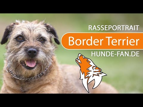 ► Border Terrier [2018] Rasse, Aussehen &amp; Charakter