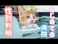初めて子猫を病院に連れて行きました。