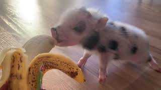 An adorable 7 week old mini piglet eating a banana.
