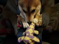 Hiro being too cute