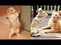 Funniest Animals - Best Of The 2021 Funny Animal Videos #50