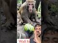 पूजा देखे बंदर के साथ खेल रहा है🤯#monkey #viral #bandar #trending #ytshorts #shorts