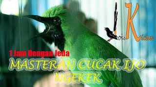 Masteran Cucak Ijo Ngekek