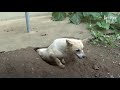 Mother Dog Starts Digging A Burrow After Her Puppy Got Adopted, Because.. | Kritter Klub