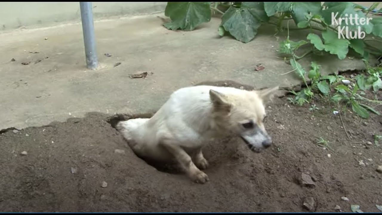 Mother Dog Starts Digging A Burrow After Her Puppy Got Adopted, Because.. | Kritter Klub