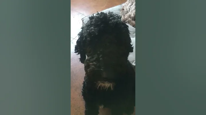 Pancho episode 2