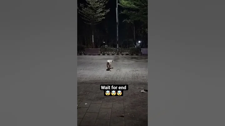 Video 11201161: persian cat, catlover meow catmeow, cats catlover funny meow, cat drawing, cat lovers