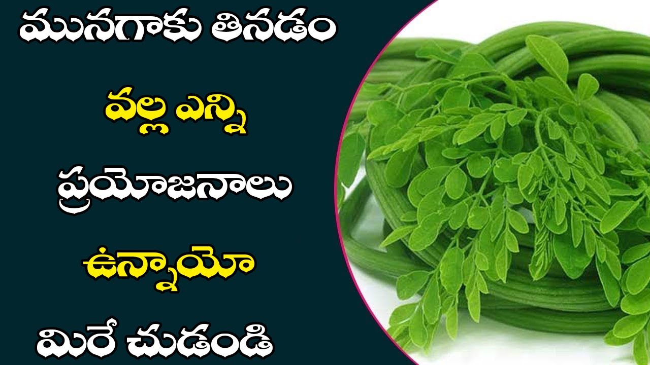300 వ్యాధులకు మెడిసిన్ మునగాకు Drumstick Leaves Health Benefits I