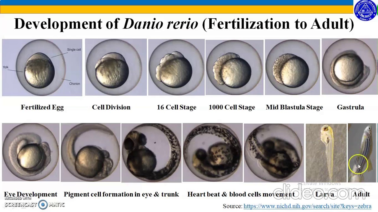 Model Organisms Zebra Fish