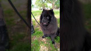 Meet Cave, a 6-year-old Chow Chow! #Chow #dog
