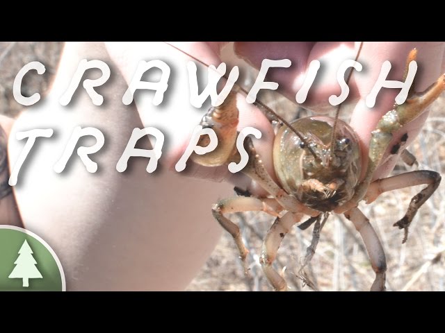 Crawfish Trap Comparison & Testing 