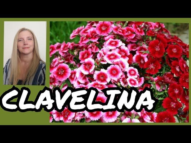 Cuidados de la clavelina |Clavelina cuidados y reproducción  @VeronicaCampaniniPlantas - YouTube
