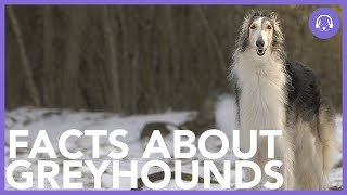 Interesting Facts About Greyhounds!  Dog Advice