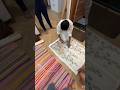 customisez trending molding and wallpaper