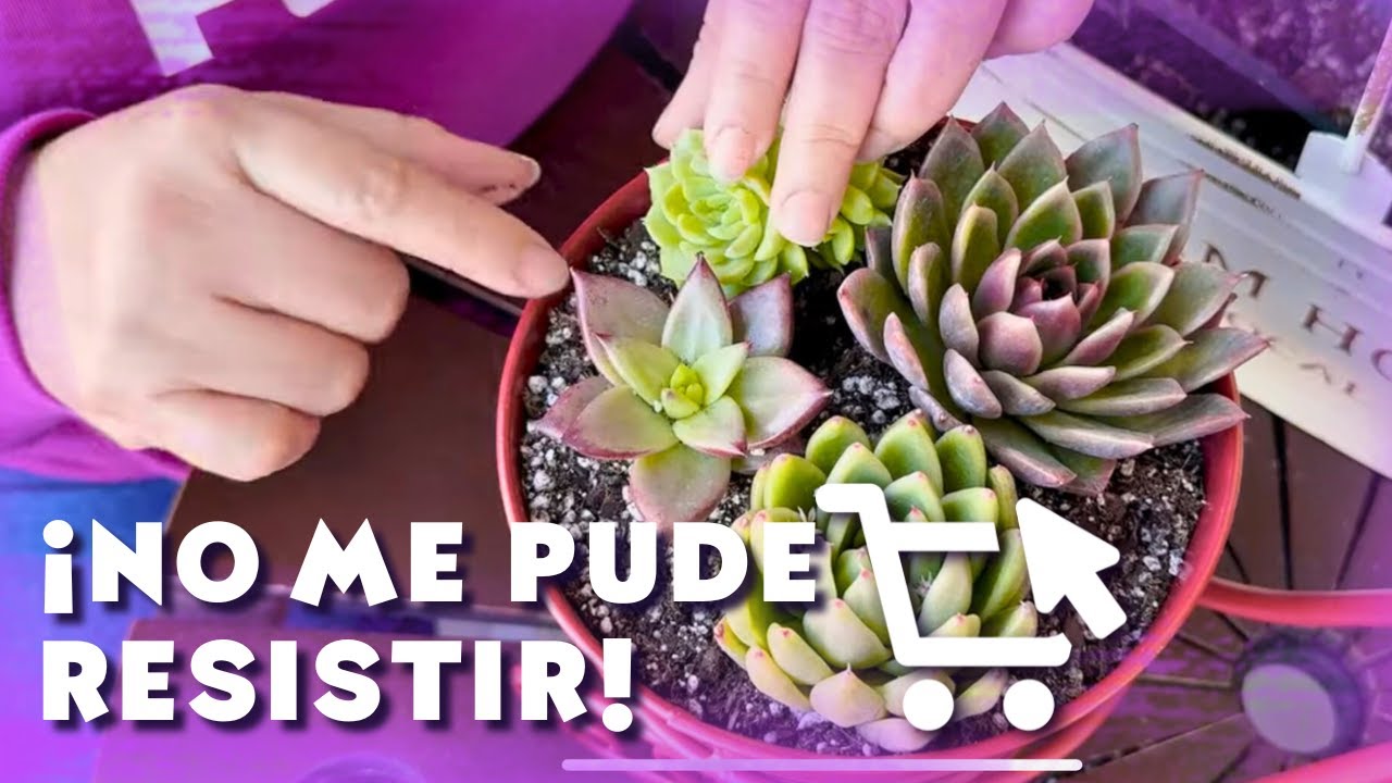 Compras de Suculentas en USA y Progreso del Nuevo Jardín🌱 | ¡Acompáñame! 💚