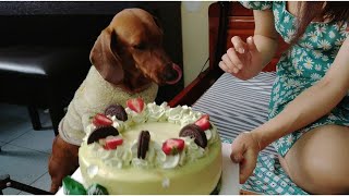 Cute Dachshund experiences a Birthday Cake for the first time #dachshund #funnydogvideos