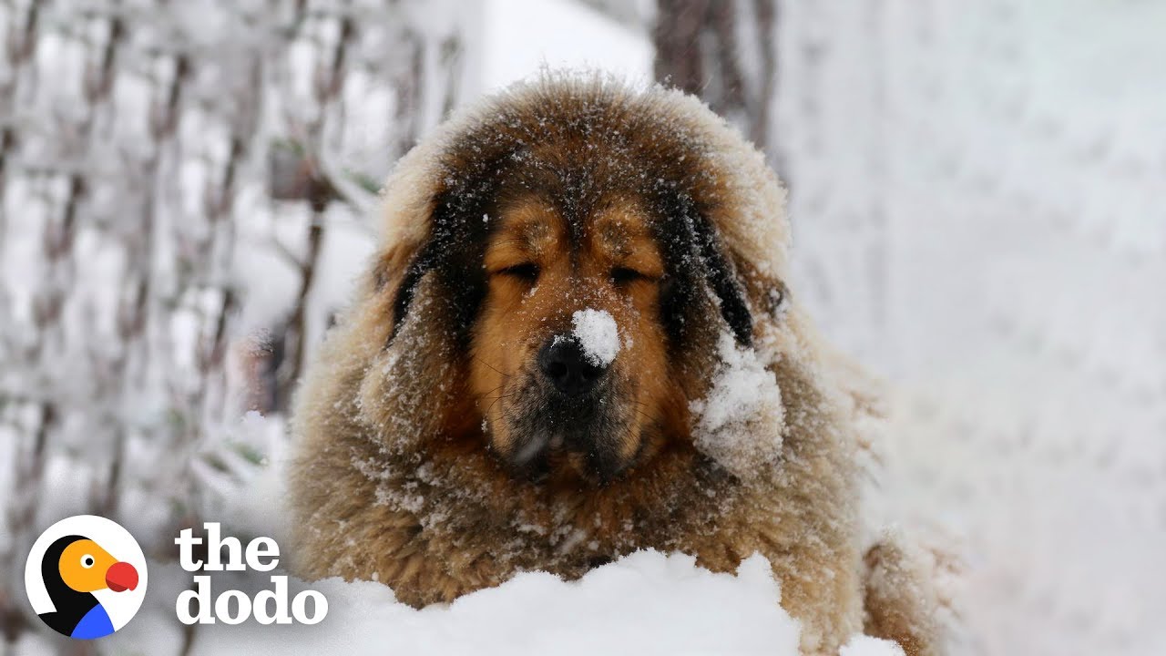 furry mastiff dog