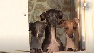 Living With The Whole Bunch Of Grey Hounds Be Like.. (Part 2) | Kritter Klub