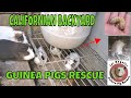 Wild Guinea Pigs Rescued from a California Backyard