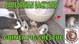 Wild Guinea Pigs Rescued from a California Backyard