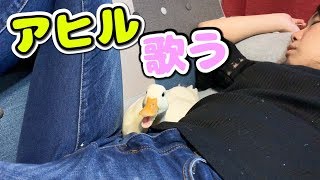 お姉さんのお昼寝中にアヒルがこっそりしている事に驚愕した！！