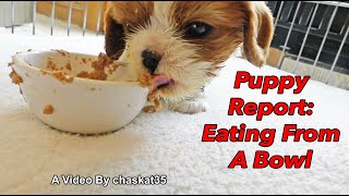 Puppy Report: Eating From A Bowl