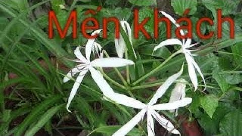 ngải nàng mách , ngải mét , ngải làm bùa yêu - cây ngải cầu tài