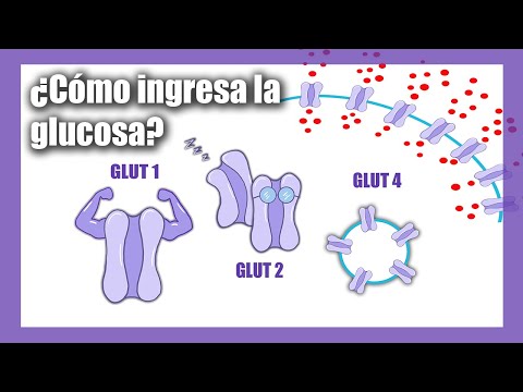 Video: ¿Durante el transporte de glucosa dependiente del sodio?