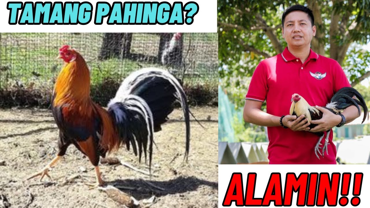 Tamang Pahinga Bago Ang Laban