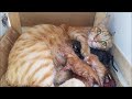 Pregnant Cat Gives Birth To 6 Kittens