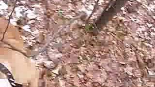 Ares The Pitbull Puppy -- Real Gameness