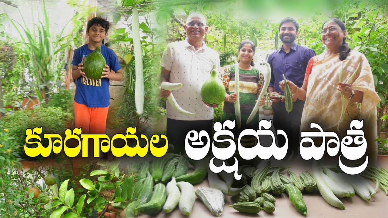 Age ఏడాదిన్నర - గంపల కొద్దీ Harvest | Incredible Vegetables Garden |  Usha