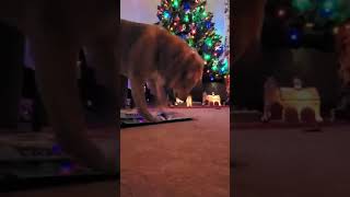 Abbierose Having Fun With Her Cardboard