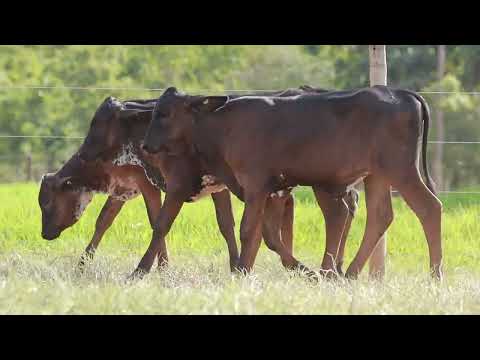 LOTE 299   9352,9361,9366,9392