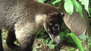 Racoon-weasel encounter in Costa Rica
