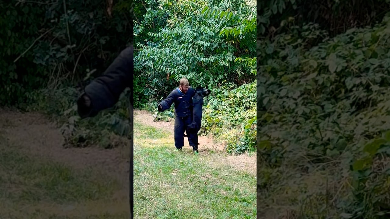 A Test Of Courage For KNPV Black Malinois